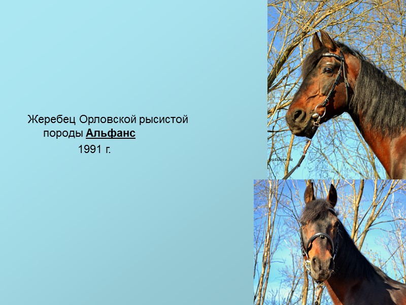 Жеребец Орловской рысистой породы Альфанс         